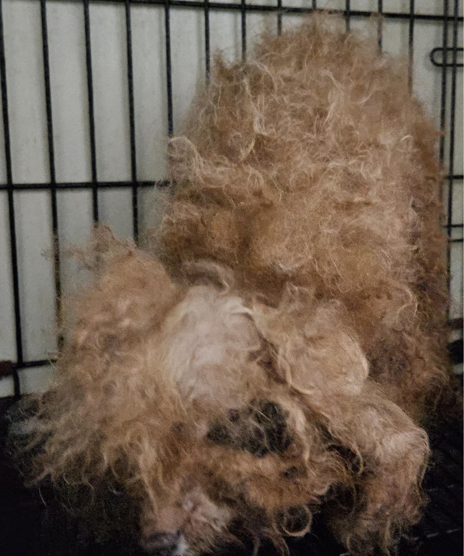 대구유기동물보호협회_427347202300837